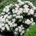Rhododendron Catawbiense Album C2